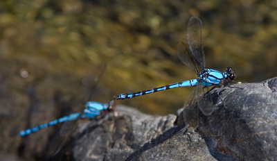Diphlebia nymphoides